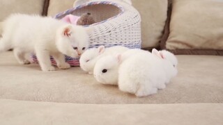 mèo con vui đùa cới những chú thỏ trắng