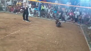 binabae vs talisayin
