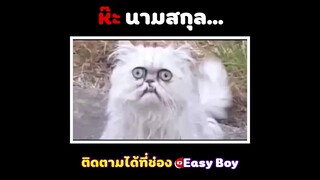 ห้ะ นามสกุล #short #easyboy