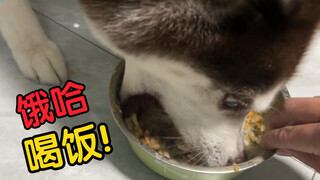 Husky: Thật may, suýt nữa thì chết đói rồi!