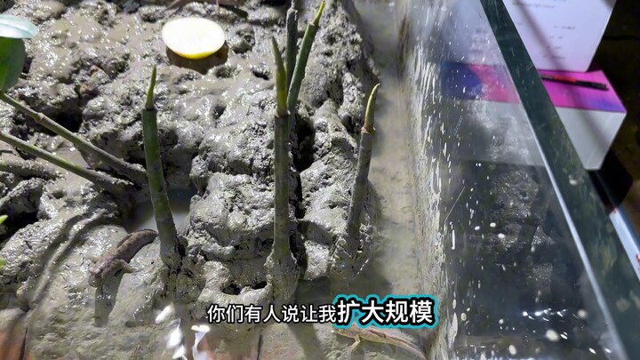 Mud-pot-raised blue crabs, day 38 #aquarium #fishtank