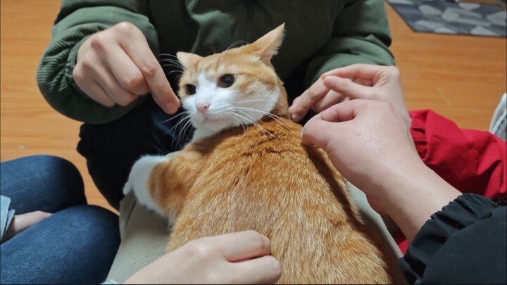 Cat: Multiplayer, mandatory, tickling, and exercise~