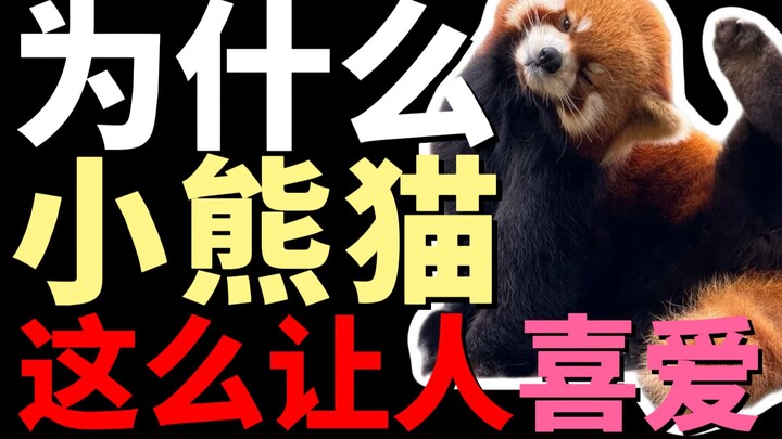 Mengapa panda kecil begitu menggemaskan?