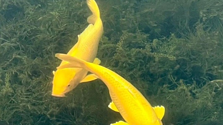 A girl rescued a pregnant red carp at the vegetable market; six months later, the carp returned with