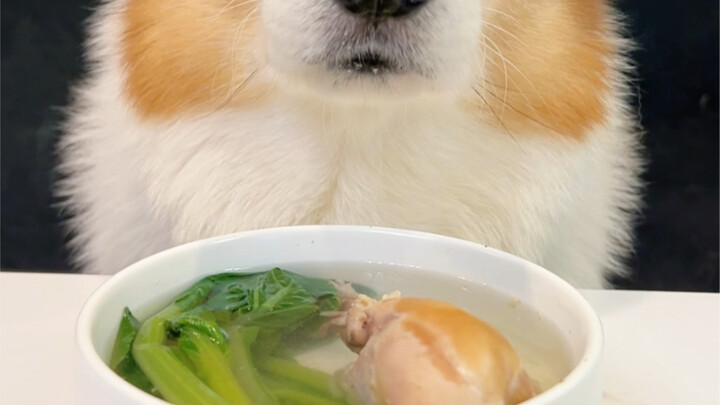 สุนัขคอร์กี้ดื่มซุปขาไก่ผักกาดขาว
