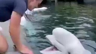 Lovable whale