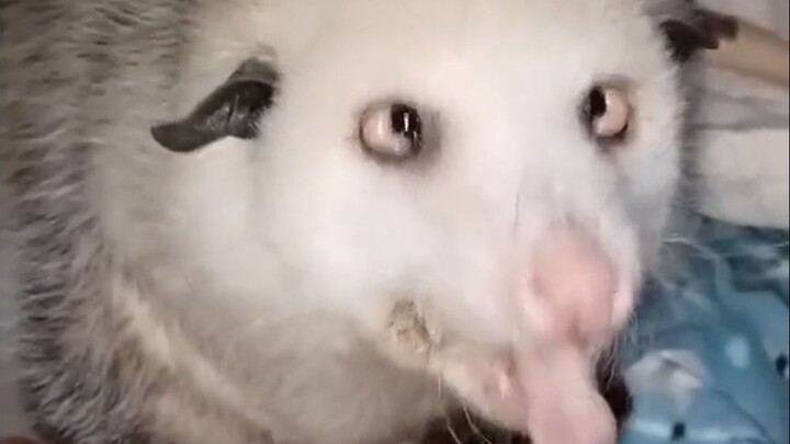 12 con giáp – Chuột chuột