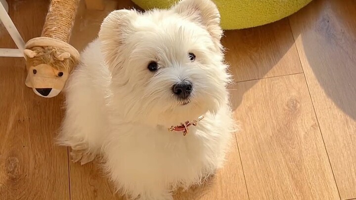 I really love teasing the little dog.