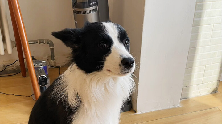 Chó ngoan không ăn dép thì thiệt…