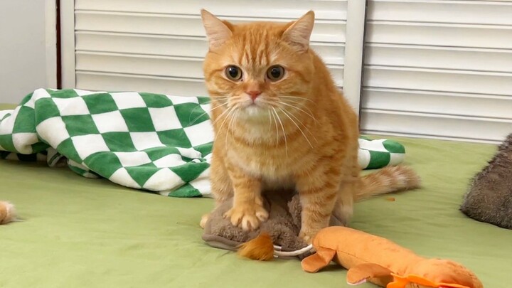 Con mèo của tôi hình như đang đạp lên một loại sữa cực mới!