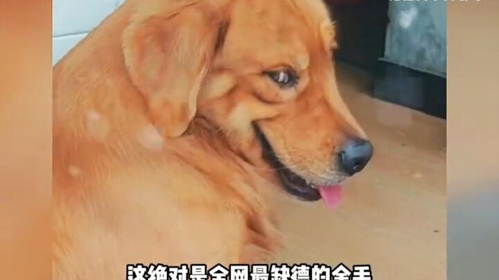Anjing golden retriever paling nakal di seluruh internet, seekor anjing ternyata mampu memadukan dua