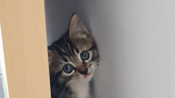 Tentang membawa pulang kucing teman setelah mabuk