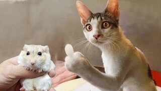 Funny Cat Videos ● That Will Make You Smile #15 - Funniest Dogs and Cats Videos