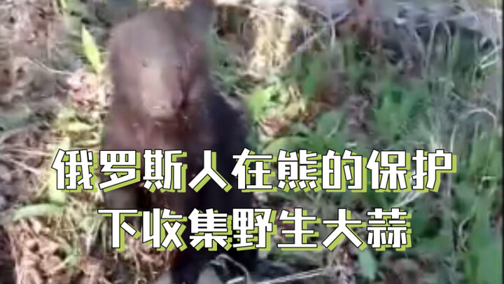 Russians Gather Wild Garlic Under the Protection of Bears