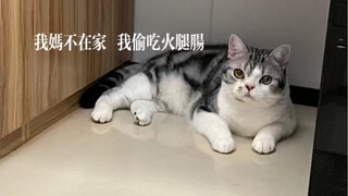 猫咪偷吃火腿肠