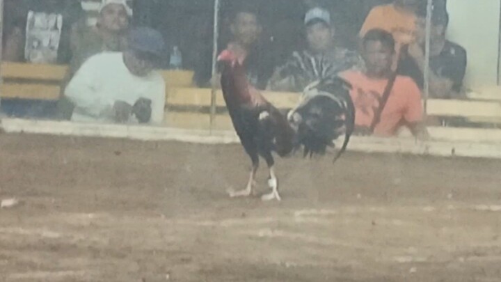 4hits 4th fight..W "claret"