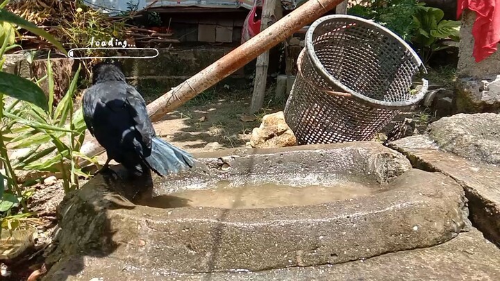 Crow Bath time