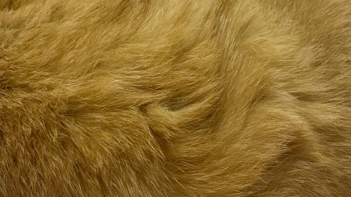 Kucing Oranye yang Bereaksi Sangat Keras Setelah Digaruk