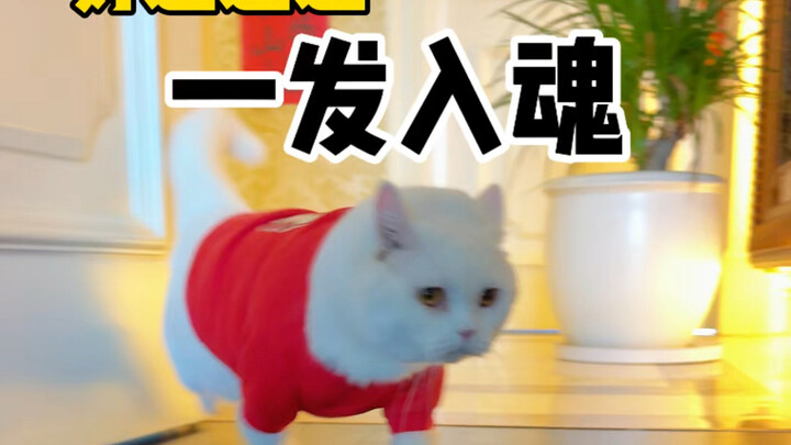 Kucing saya memperoleh Kristal Kemuliaan, Malaikat Agung, satu kali tembak langsung dapat! Keberuntu