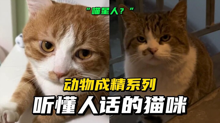 แมวที่ฟังเข้าใจภาษาคนได้ ช่างมีจิตวิญญาณจริงๆ!