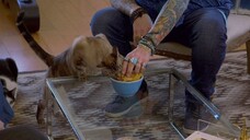 My Cat From Hell (Season 10) Episode 05 - Lucifer the Cat (sub indo)