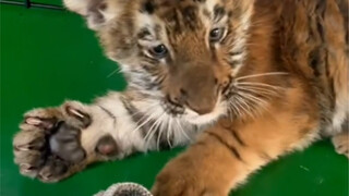 Bully the tiger while you still can (can't remember which episode it was)