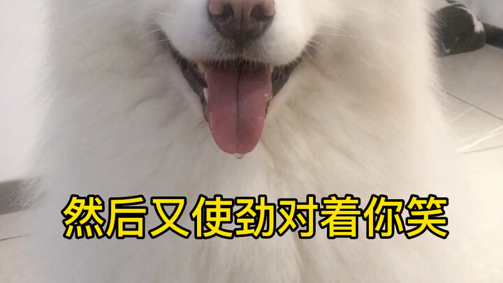 I put Samoyed’s favorite watermelon on the table, and when I tell him not to eat it, he actually doe