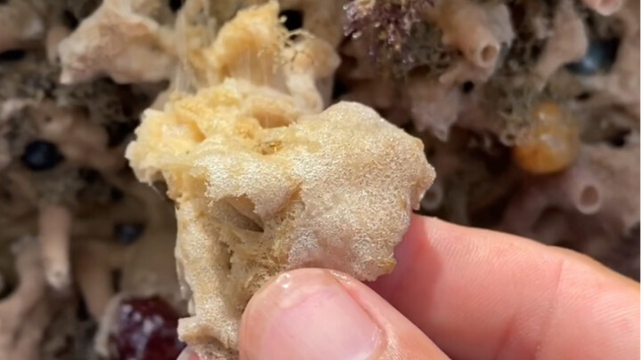 Live off the mountains you lean on, and live off the sea you face.