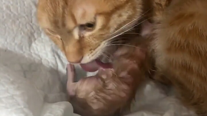 Spent the whole day, and it's just an only child.