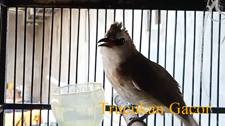Trucukan GARUDA Gacor NGEBREN yang BISU langsung ikutan BUNYI_Bird Songs