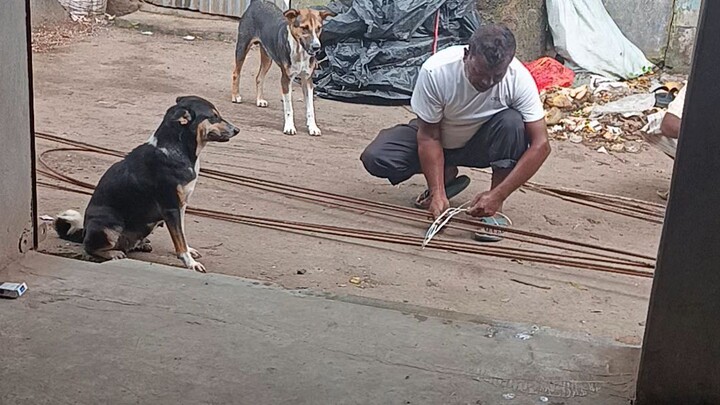 dog