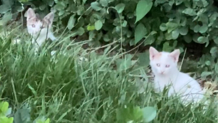 Thay vì mua, chủ nhà lại tưởng anh ta trộm mèo nên đuổi thẳng ra ngoài.