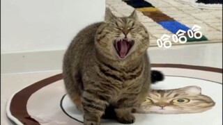 อีกวันอันแสนสุขกับการดูแมว