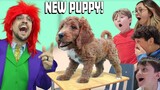 Our NEW Puppy's 1st Day of School! FV Family Golden Doodle Surprise (Yes, another Dog!)