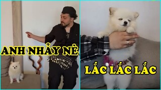 Chó mèo đã dễ thương lại còn hài hước | Dogs and Cats Funny Cute 368