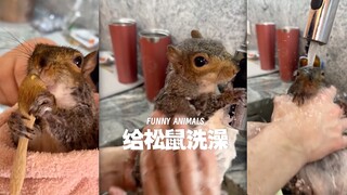 ทำไมกระรอกถึงเชื่อฟังเวลาอาบน้ำได้ขนาดนี้⁉️