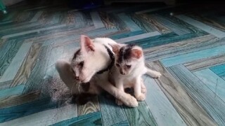 😻miming
