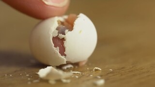 من الصفر، تربية بيض الببغاء النمر اليتيم حتى يكبر