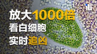 放大1000倍看白细胞实时“追凶”！