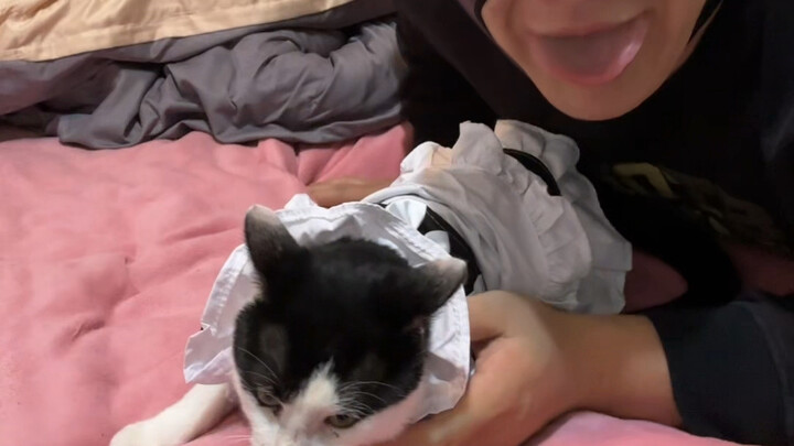 Mèo con cần được giúp đỡ!!!!