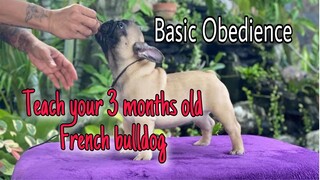 Teach your 3 months old french bulldog puppy (heel, sit, stay and come)// guidance method