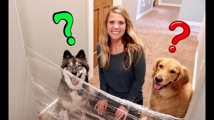 Husky & Golden Retriever Reaction to Invisible Challenge!