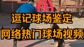 逗记球场鉴定，“人狗大战！带球撞狗犯规吗？”