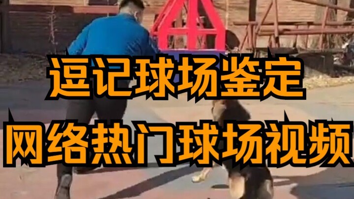 逗记球场鉴定，“人狗大战！带球撞狗犯规吗？”