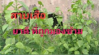 สูตรยาสมุนไพรสาบเสือ รักษาโรคกระเพาะอาหาร และริดสีดวงทวาร/โดยฮอยไทยอีสาน