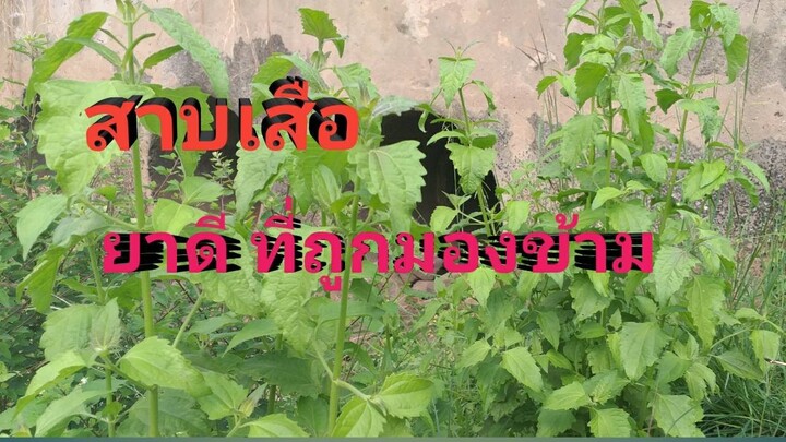 สูตรยาสมุนไพรสาบเสือ รักษาโรคกระเพาะอาหาร และริดสีดวงทวาร/โดยฮอยไทยอีสาน