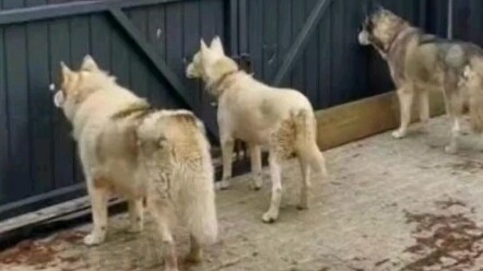 ملِح جدًا ههههههه