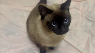 The eldest brother bites the mud cat