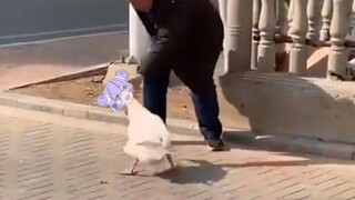 [Xiang Wan] Super Cute Little Xiang Wan