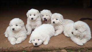 🐶Cute Puppies Doing Funny Things 2022🐶 #13 Cutest Dogs